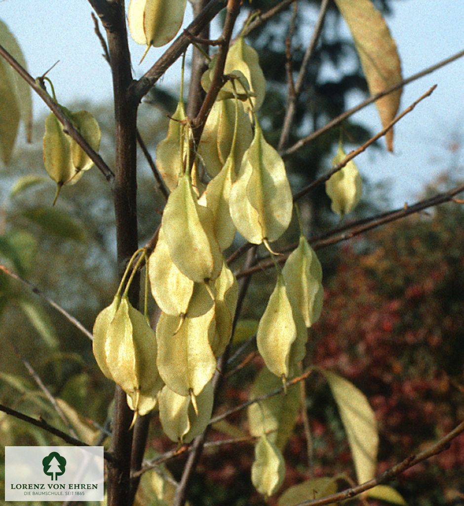 Halesia carolina