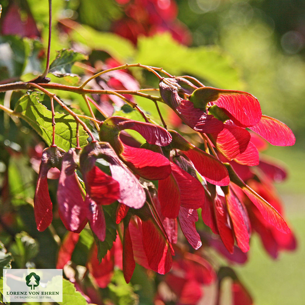 Acer tataricum