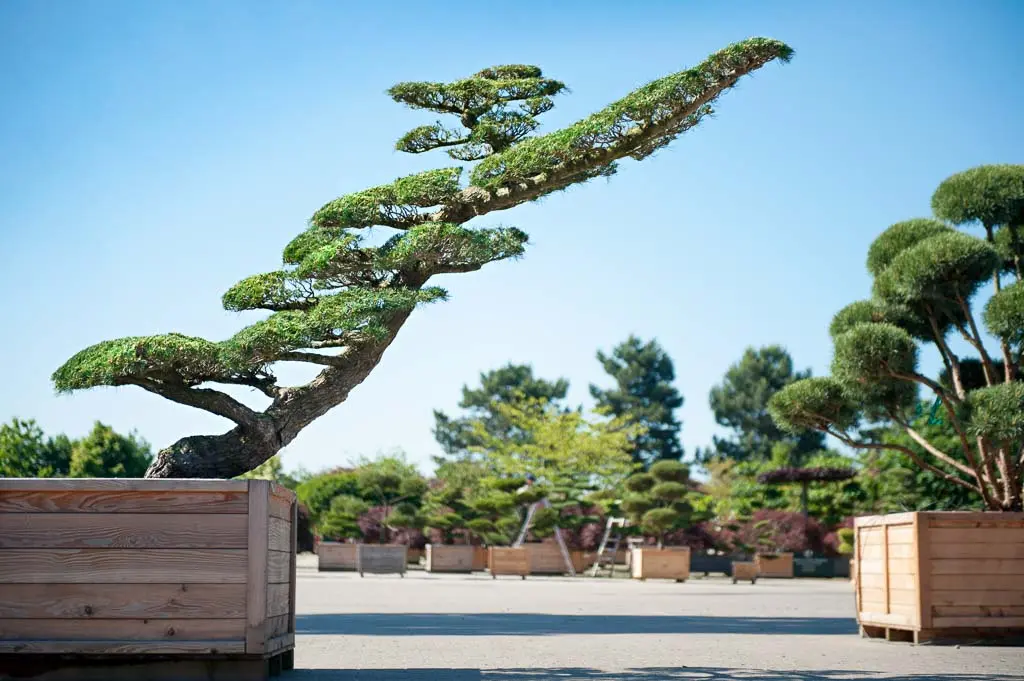 Pinus parviflora Unikat