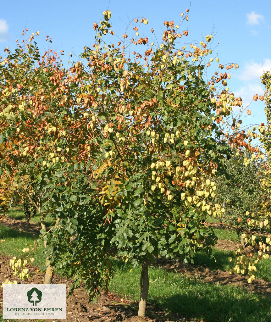 Koelreuteria paniculata