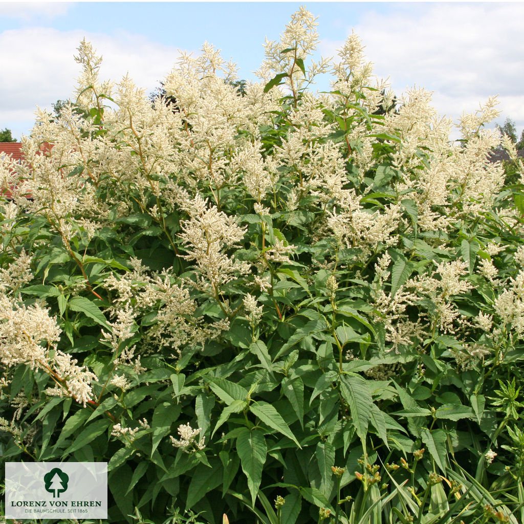 Persicaria 'Johanniswolke'