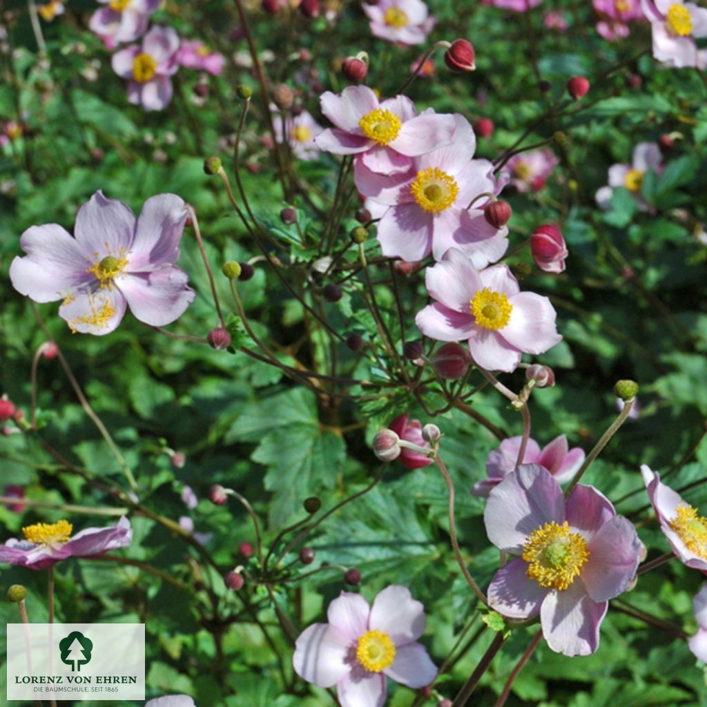 Anemone hupehensis 'Praecox'