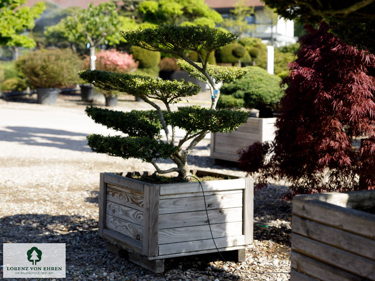 Ilex crenata 'Convexa'