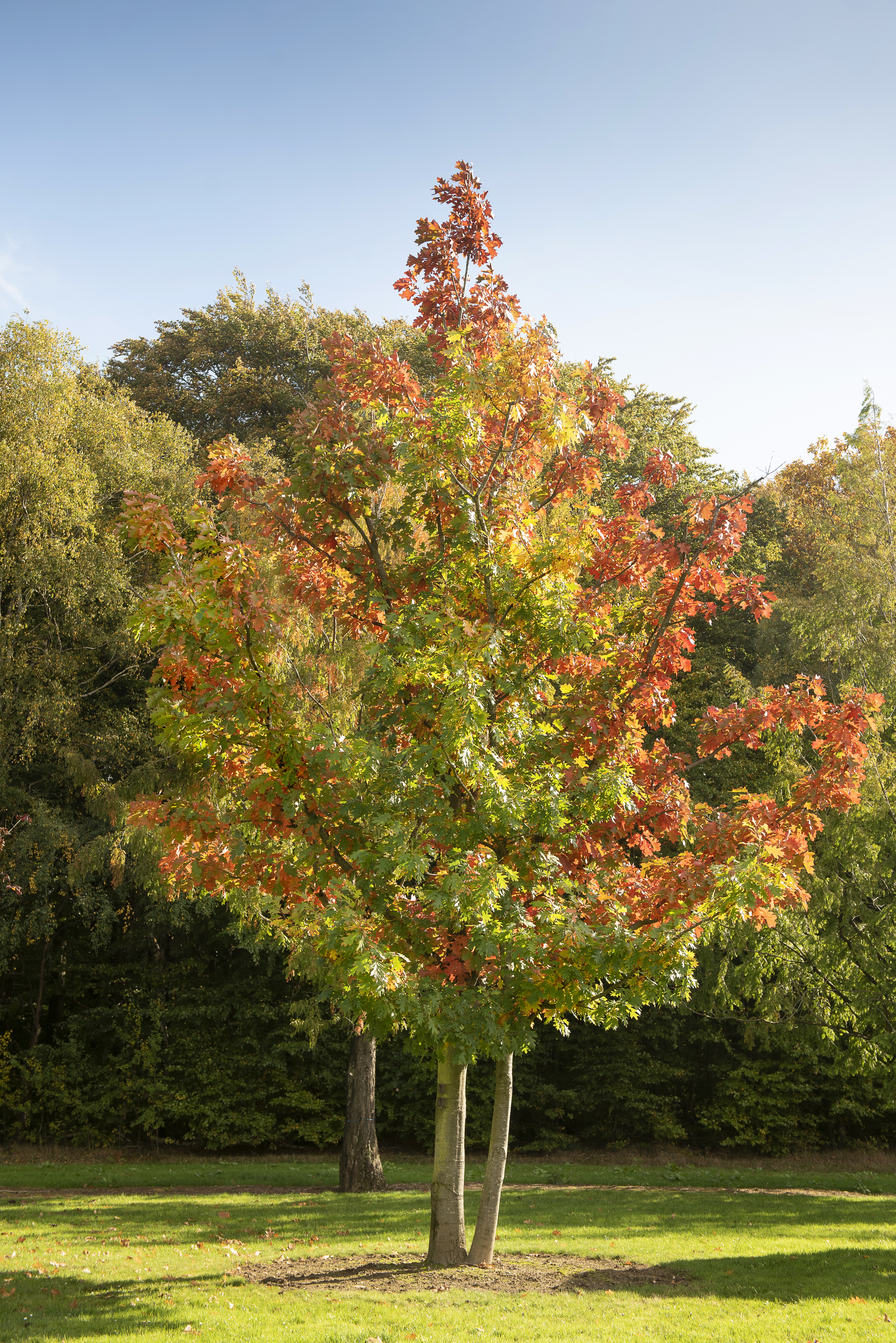 Quercus rubra Unikat