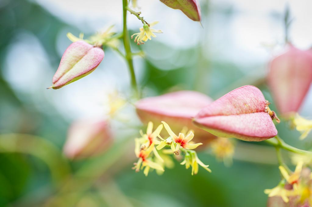 Der Koelreuteria paniculata ist ein vielseitiger Baum, der sich für verschiedene Zwecke eignet. Er ist ideal für Landschaftsarchitekten, die nach einem Baum suchen, der im Sommer mit seiner Blütenpracht und im Herbst mit seinem bunten Laub überzeugt. Der 