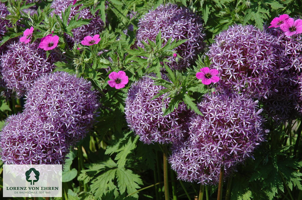Allium 'Globemaster'