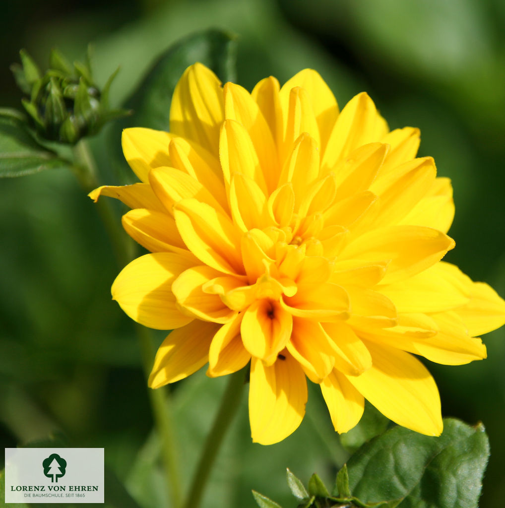 Helianthus decapetalus 'Capenoch Star'