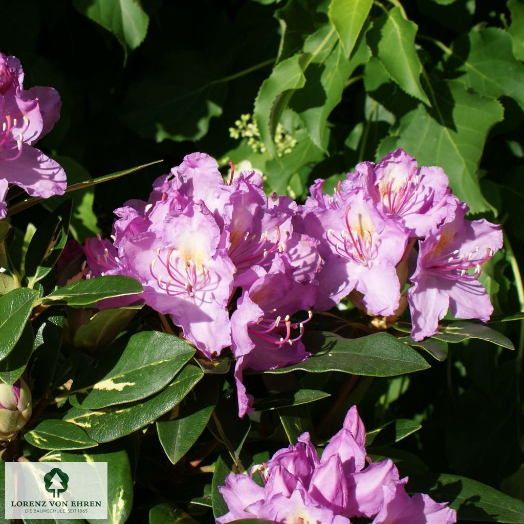 Rhododendron Hybride 'Goldflimmer'