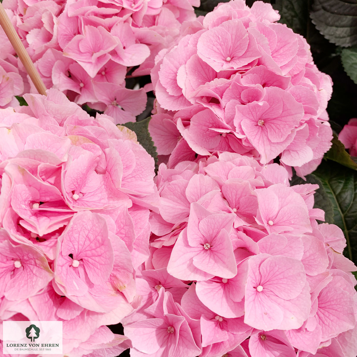 Hydrangea macrophylla 'Forever & Ever Pink'