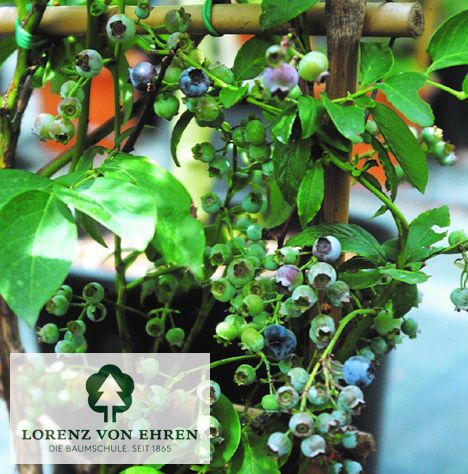 Vaccinium corymbosum 'Jersey'