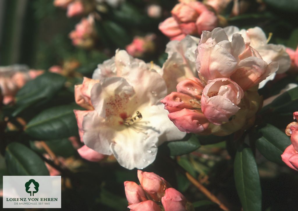 Rhododendron williamsianum 'Gartendirektor Rieger'