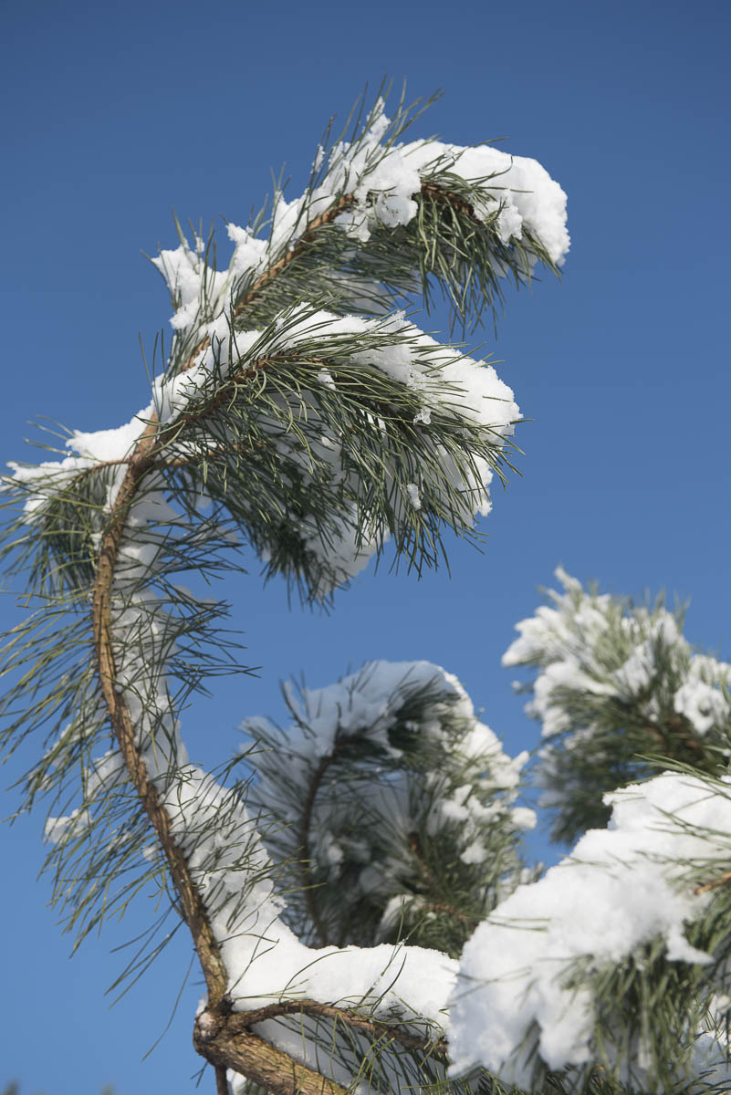 Pinus sylvestris Unikat