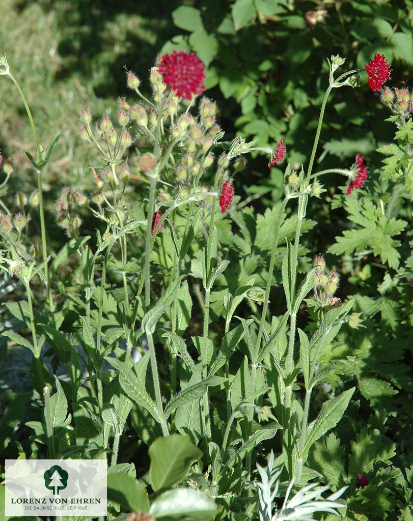 Knautia macedonica