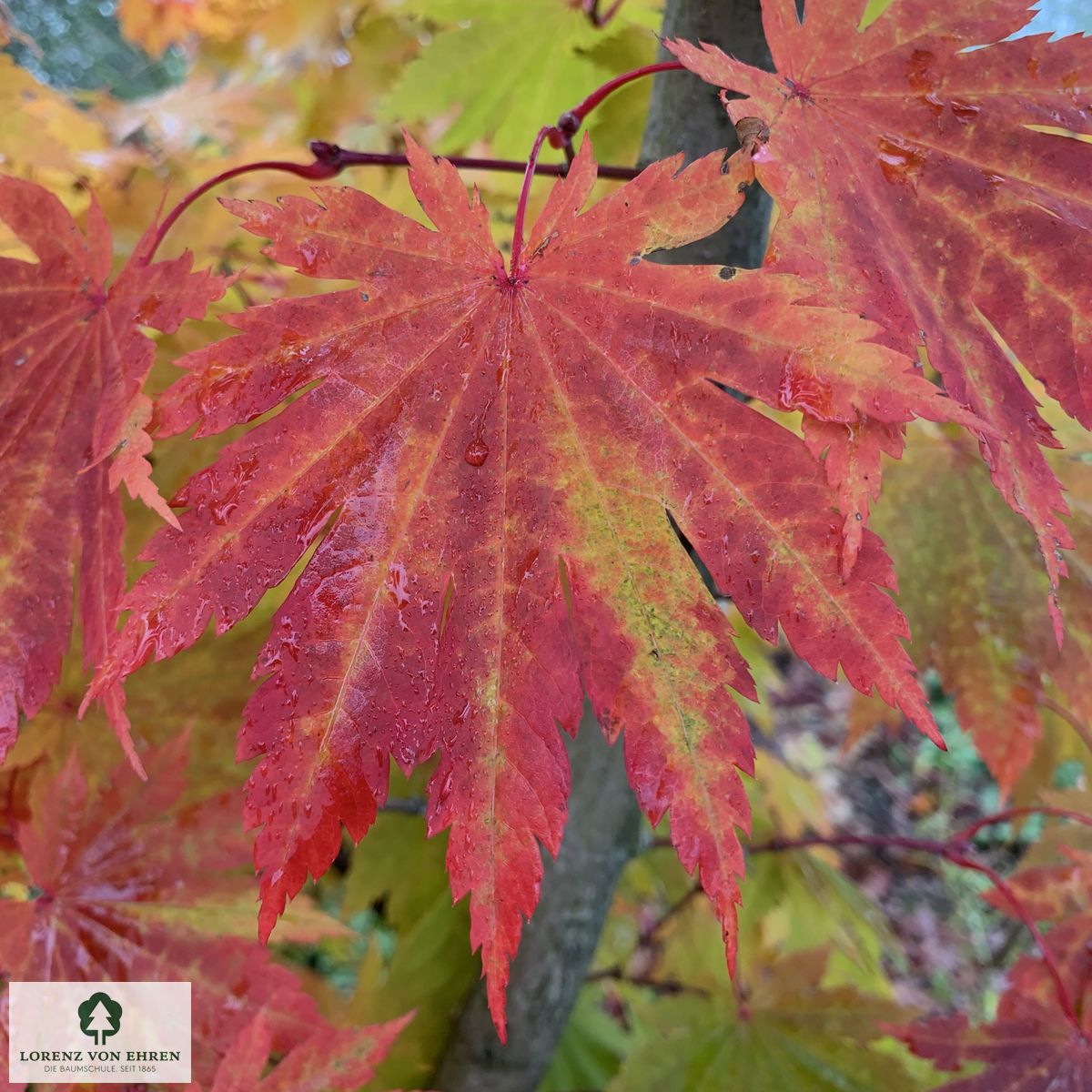 Acer japonicum 'Vitifolium'