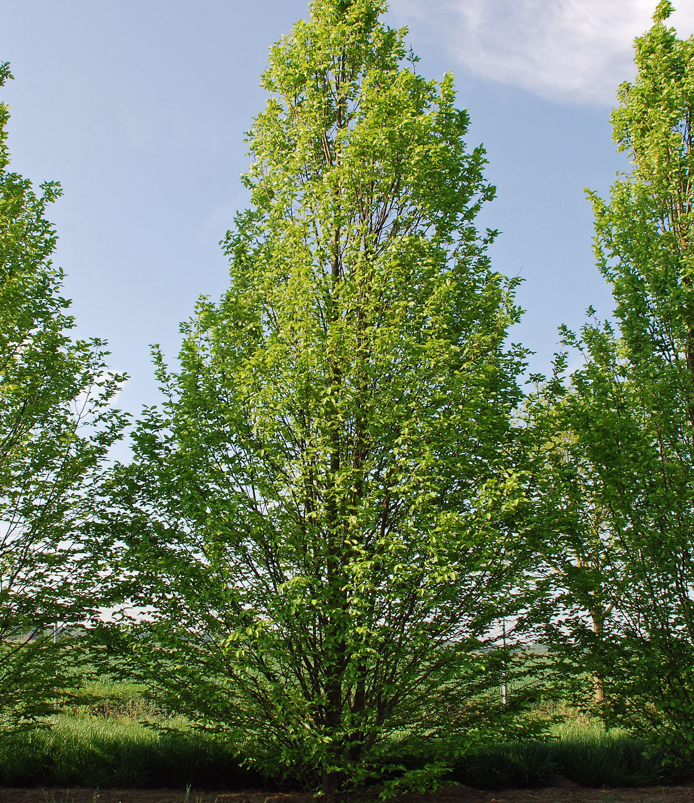 Solitär Carpinus betulus 'Fastigiata' Großer kegelförmiger Baum
