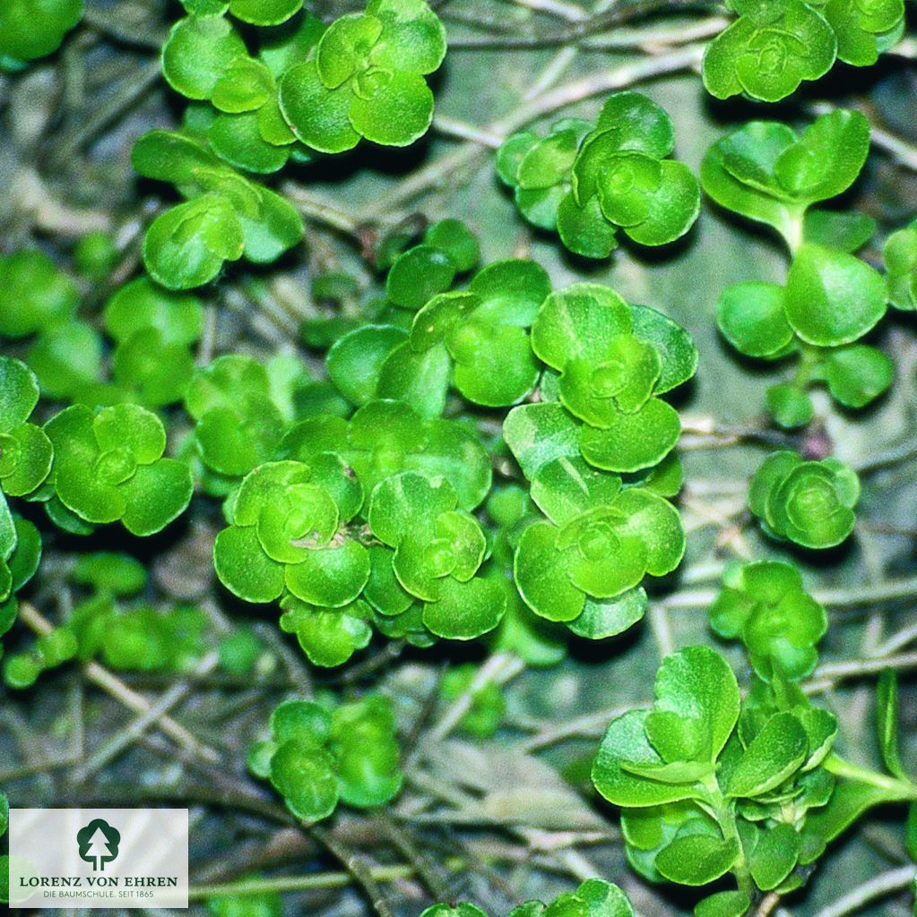 Sedum spurium 'Album Superbum'