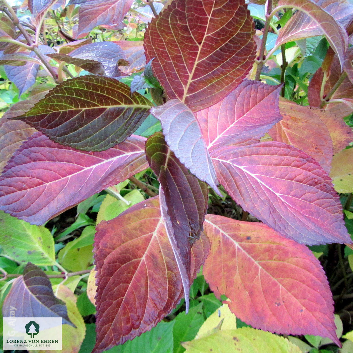 Hydrangea macrophylla 'Mariesii Perfecta'