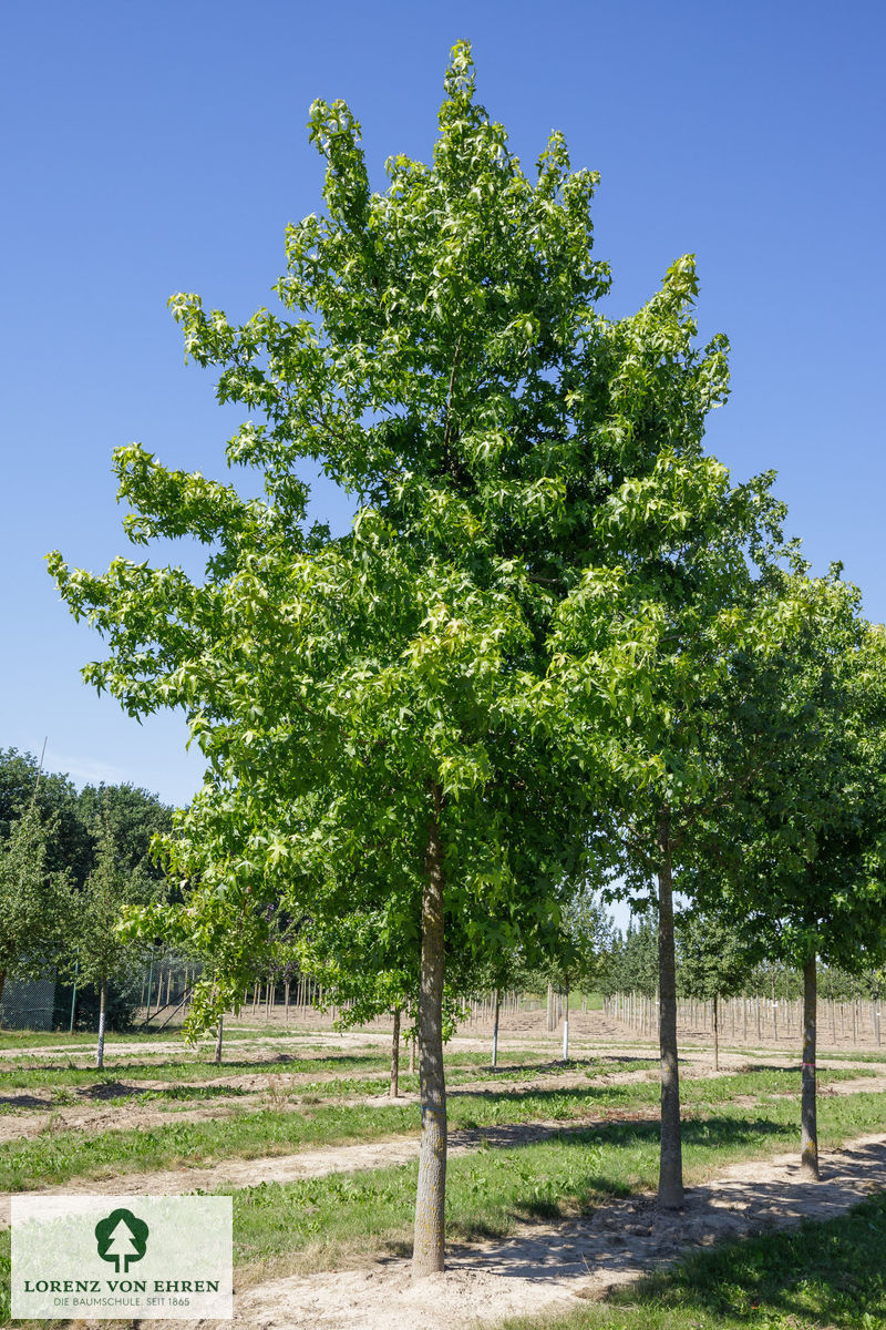 Liquidambar styraciflua