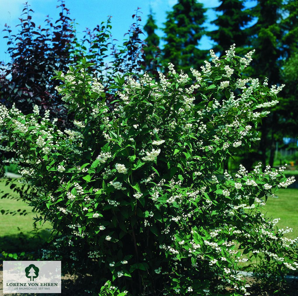 Deutzia scabra 'Candidissima'