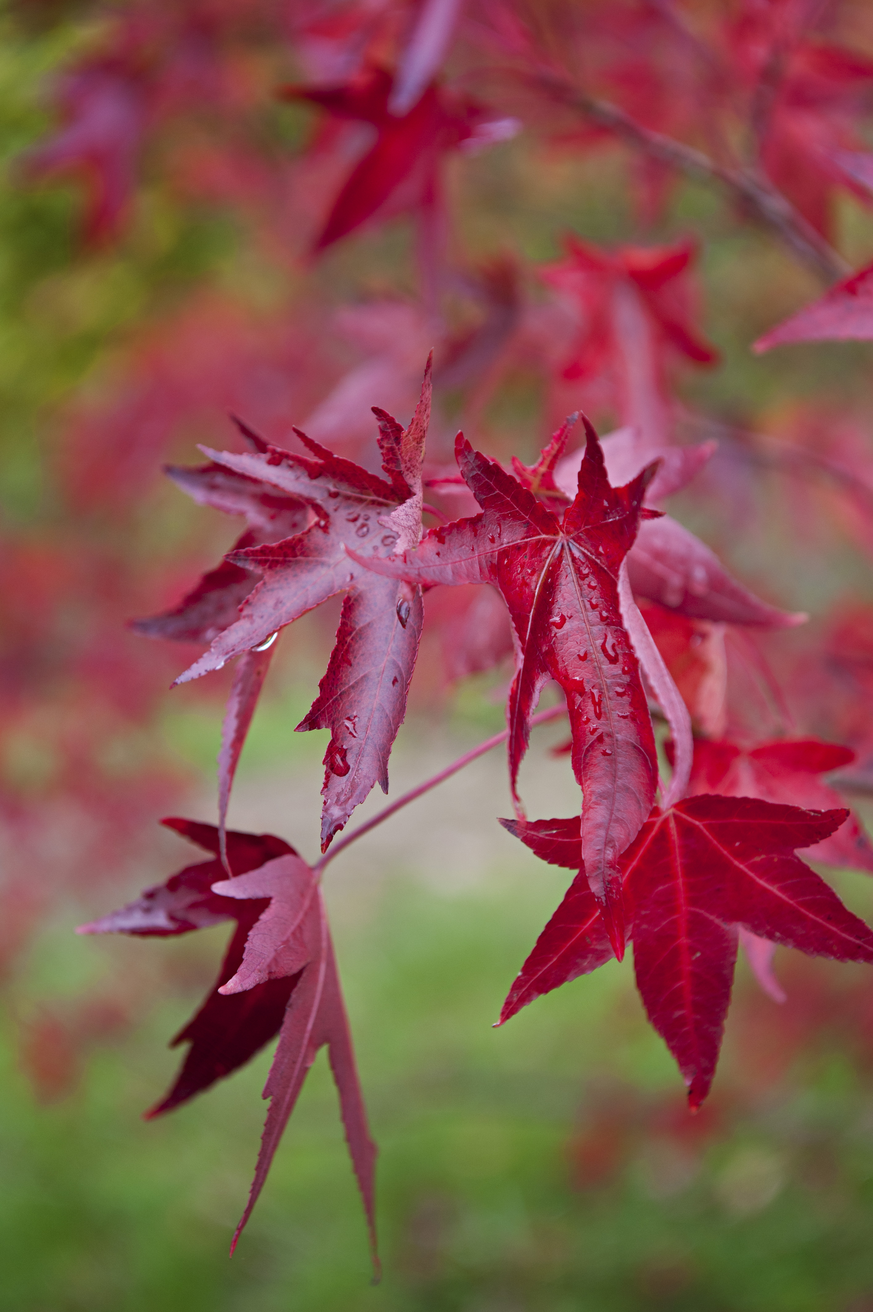 Acer x freemanii 'Autumn Blaze' Unikat