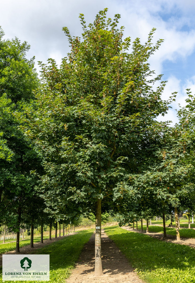 Acer pseudoplatanus 'Rotterdam'