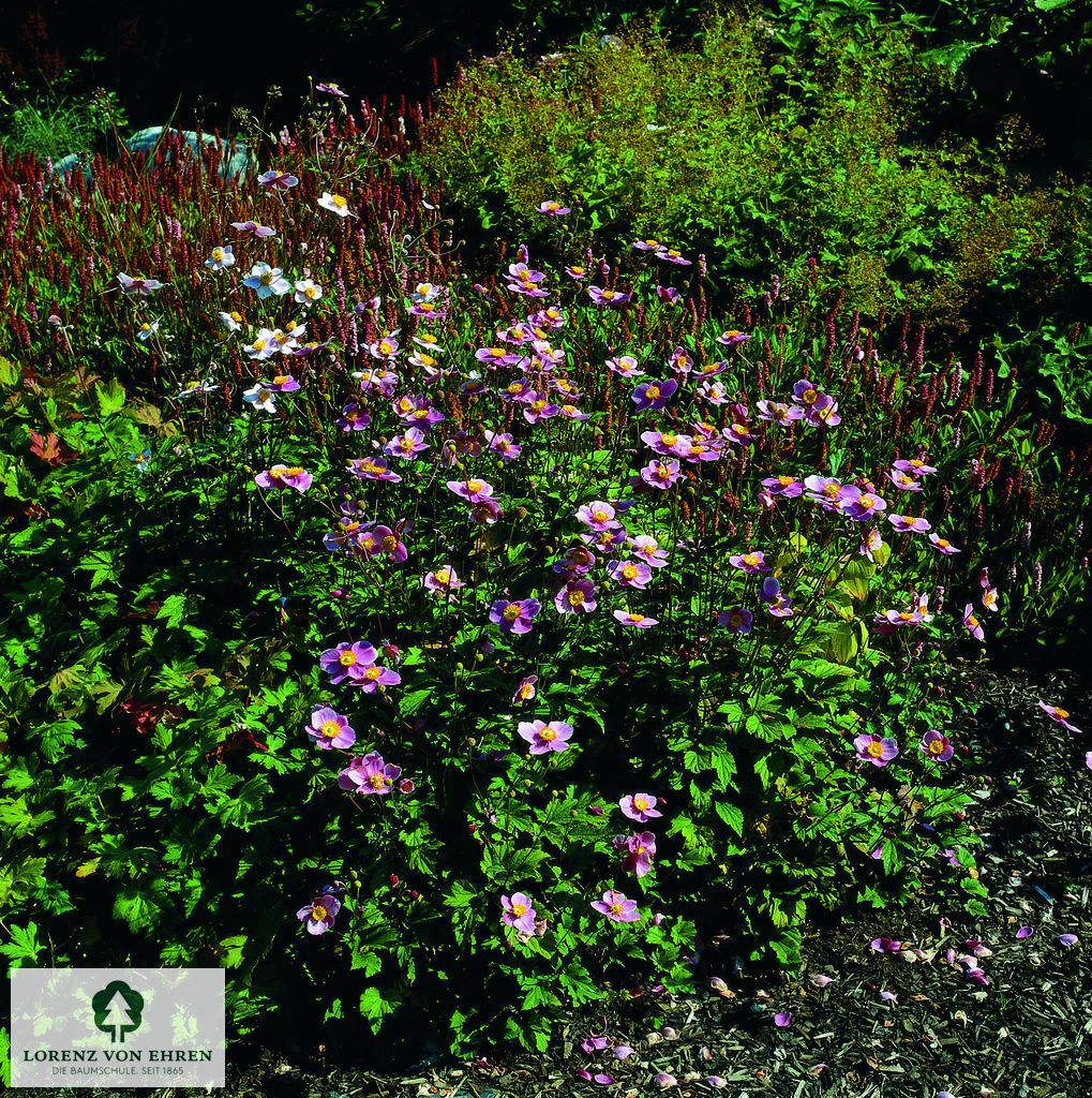 Anemone japonica 'Bressingham Glow'