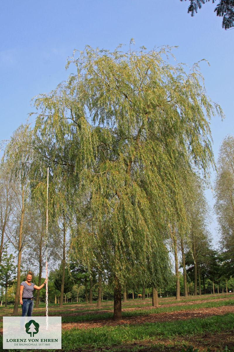 Salix alba 'Tristis'