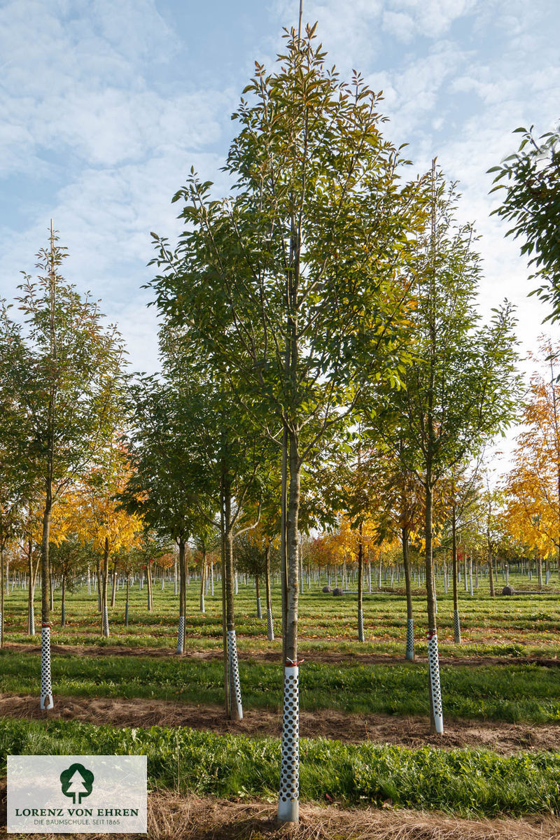 Fraxinus ornus 'Louisa Lady'