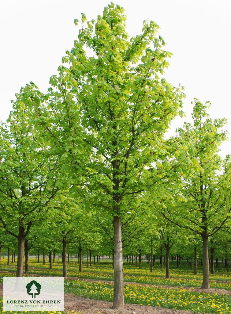 Aesculus hippocastanum 'Baumannii'