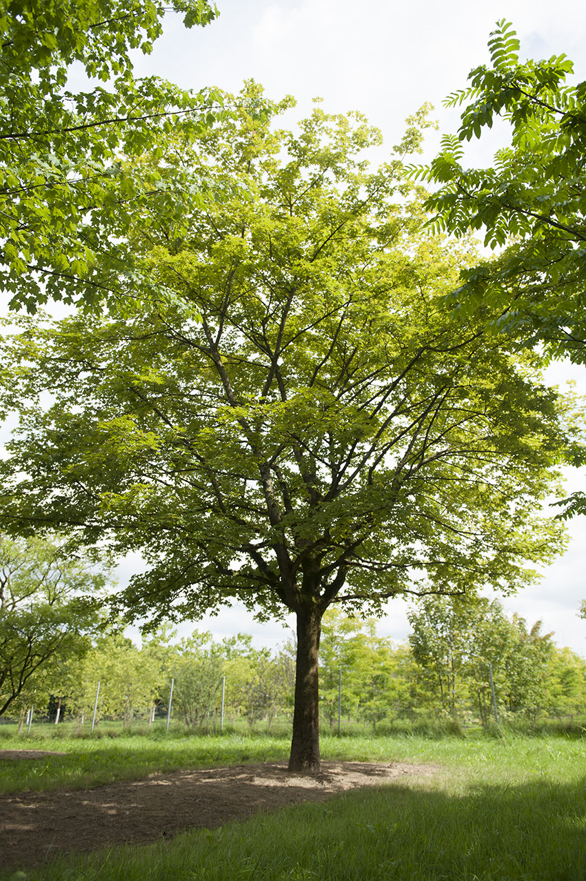 Acer neglectum 'Annae' Unikat