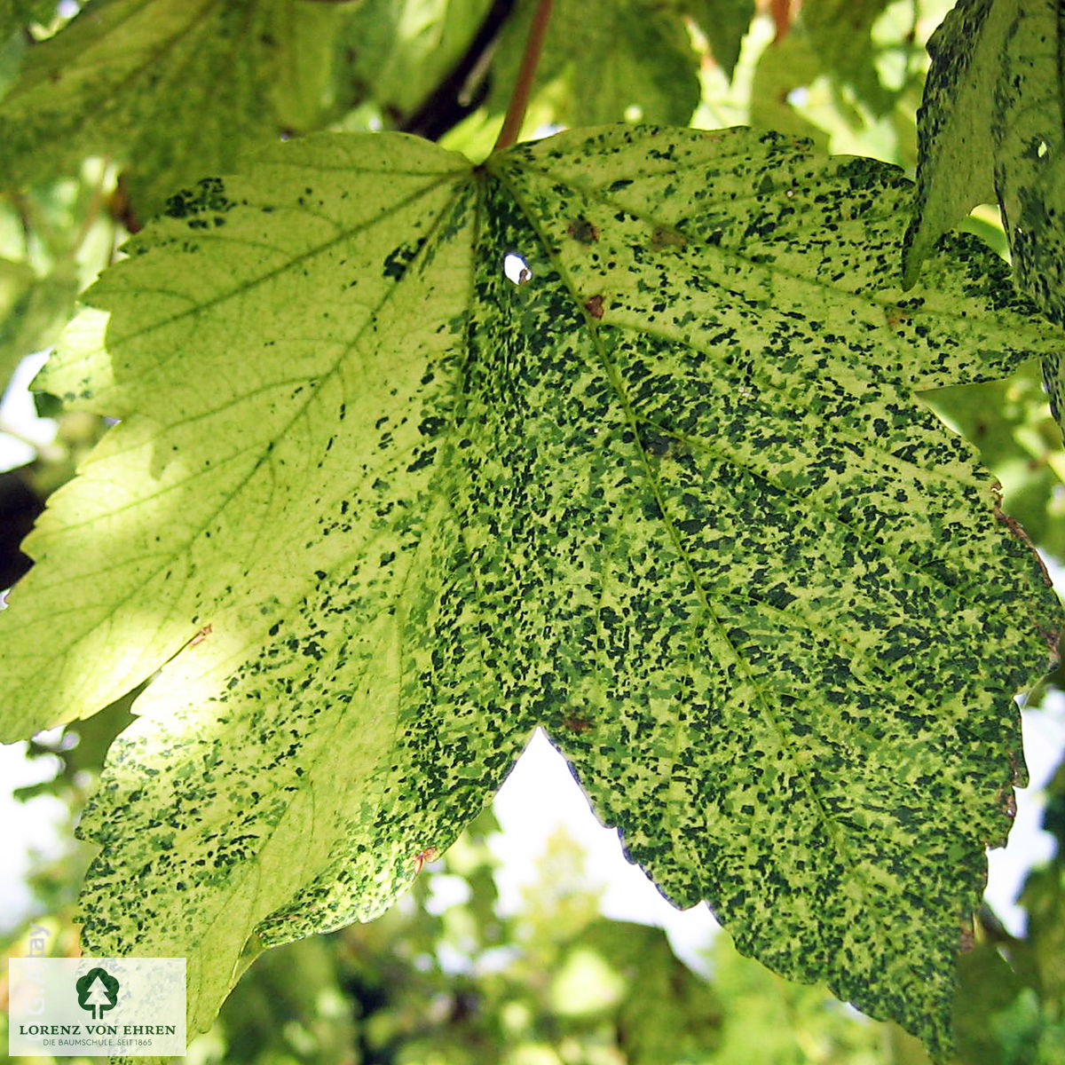 Acer pseudoplatanus 'Leopoldii'