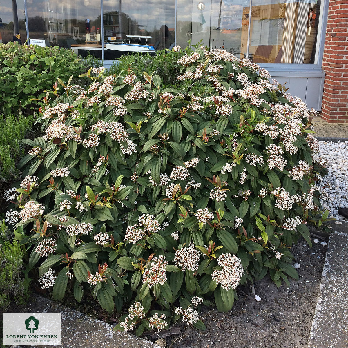 Viburnum davidii