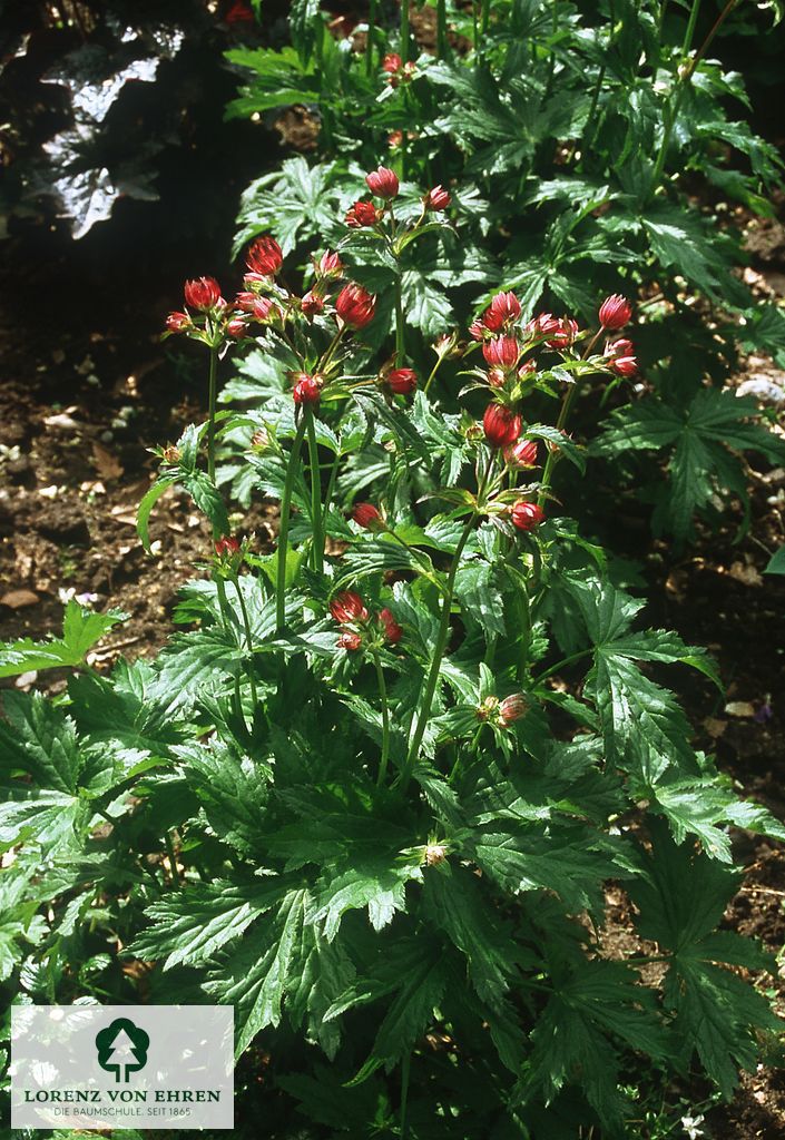 Astrantia major