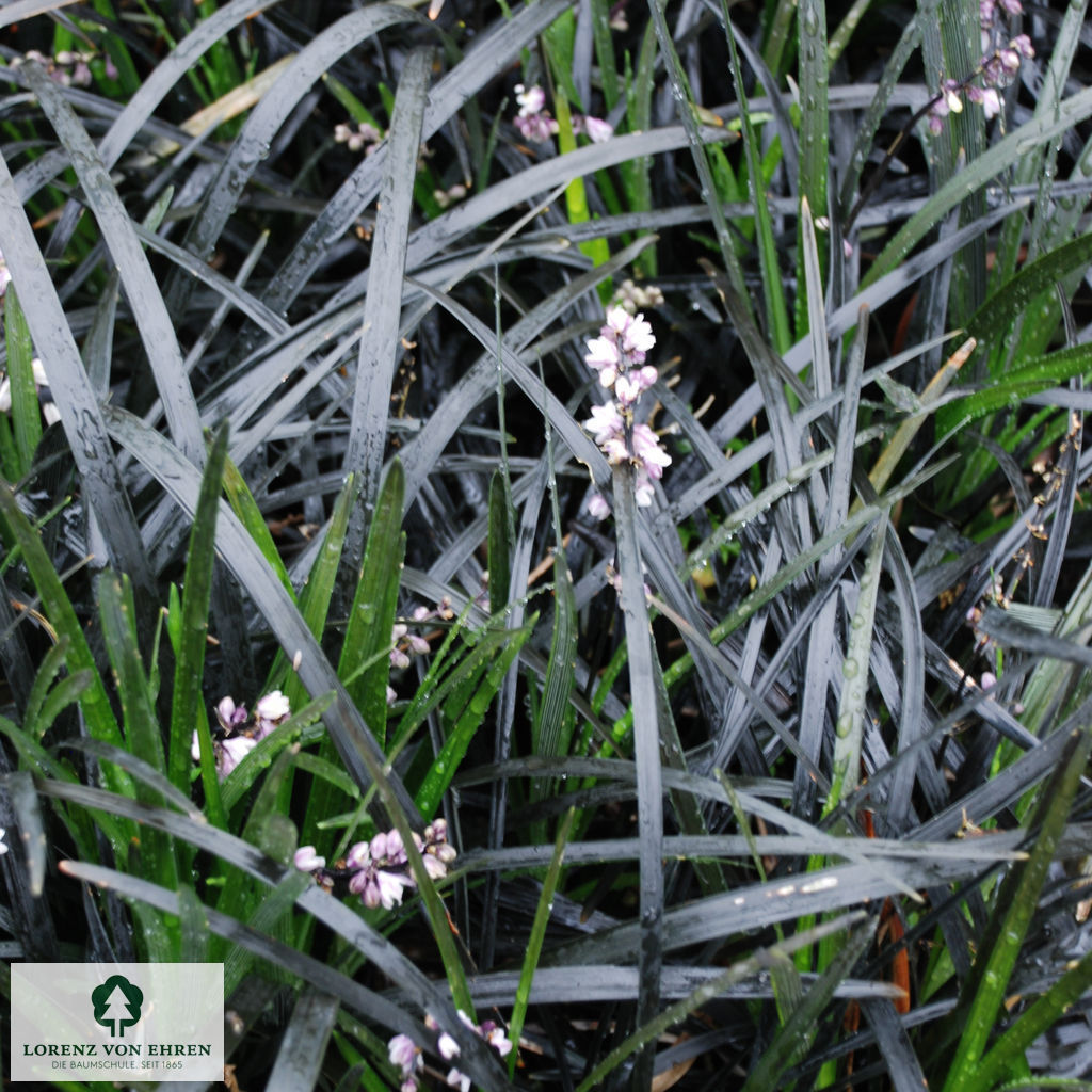 Ophiopogon planiscapus 'Niger'