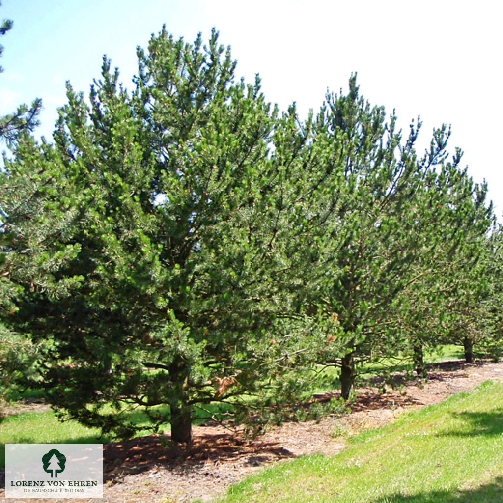 Pinus contorta