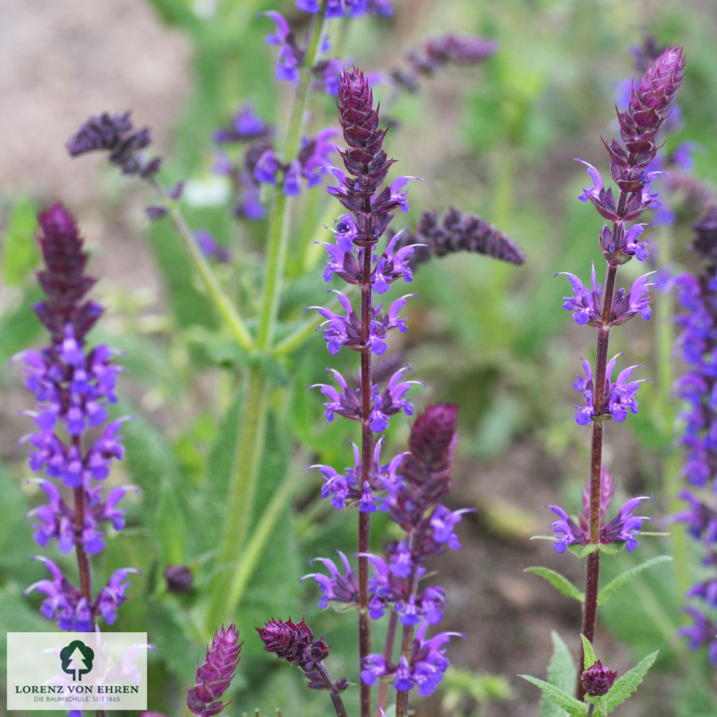 Salvia nemorosa 'Mainacht'