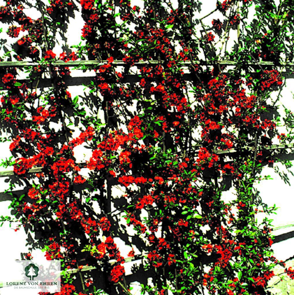 Chaenomeles 'Andenken an Carl Ramcke'