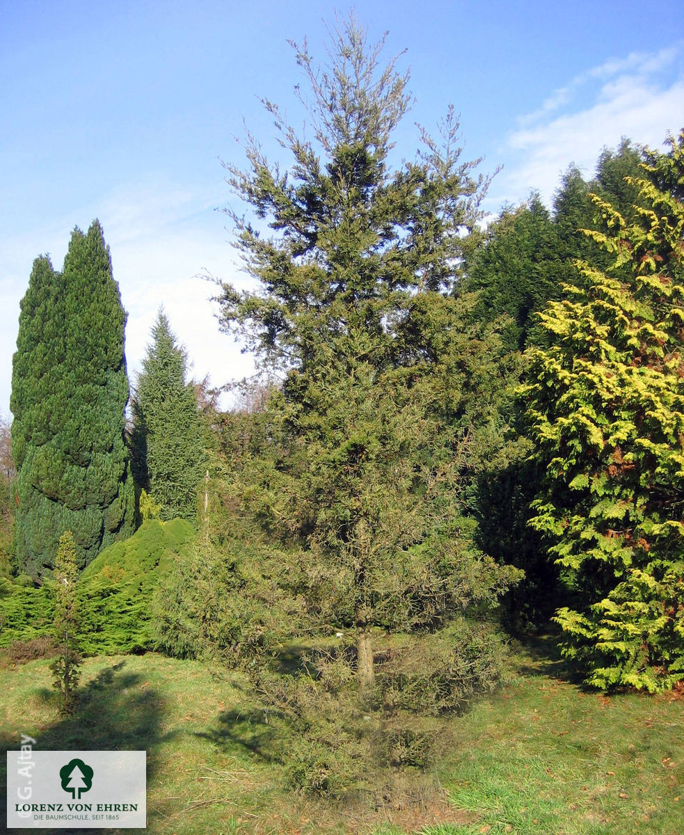 Juniperus virginiana 'Canaertii'