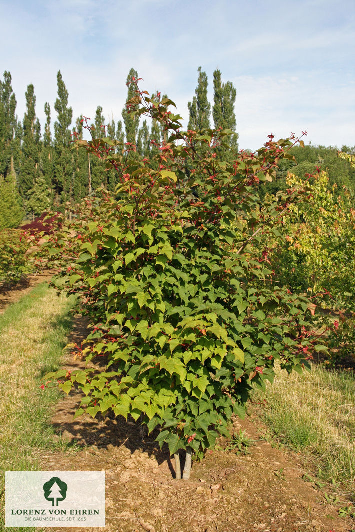 Acer davidii