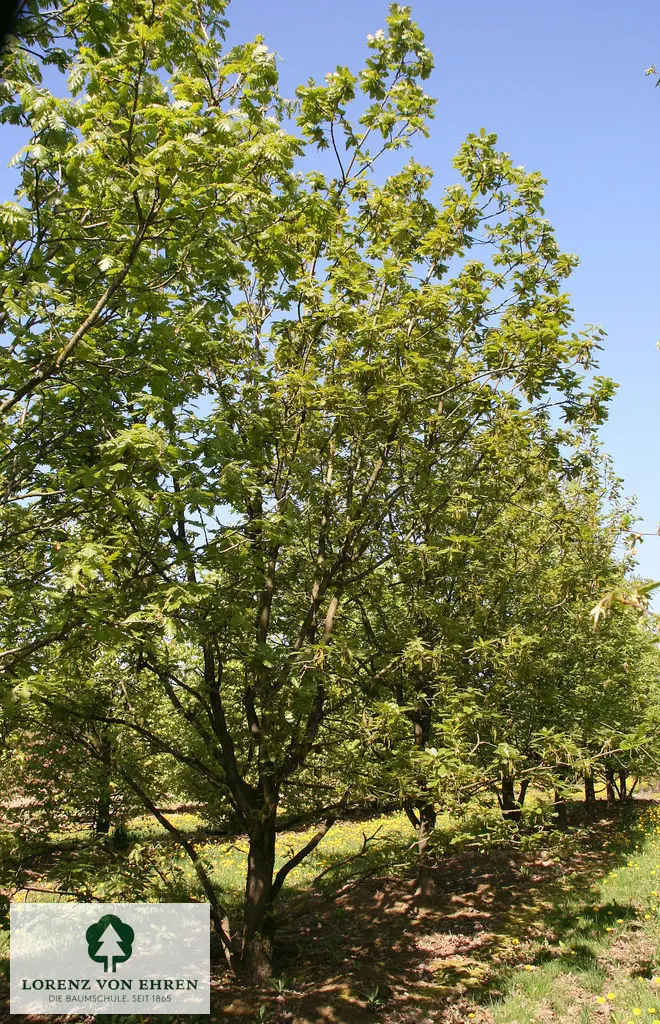 Quercus frainetto
