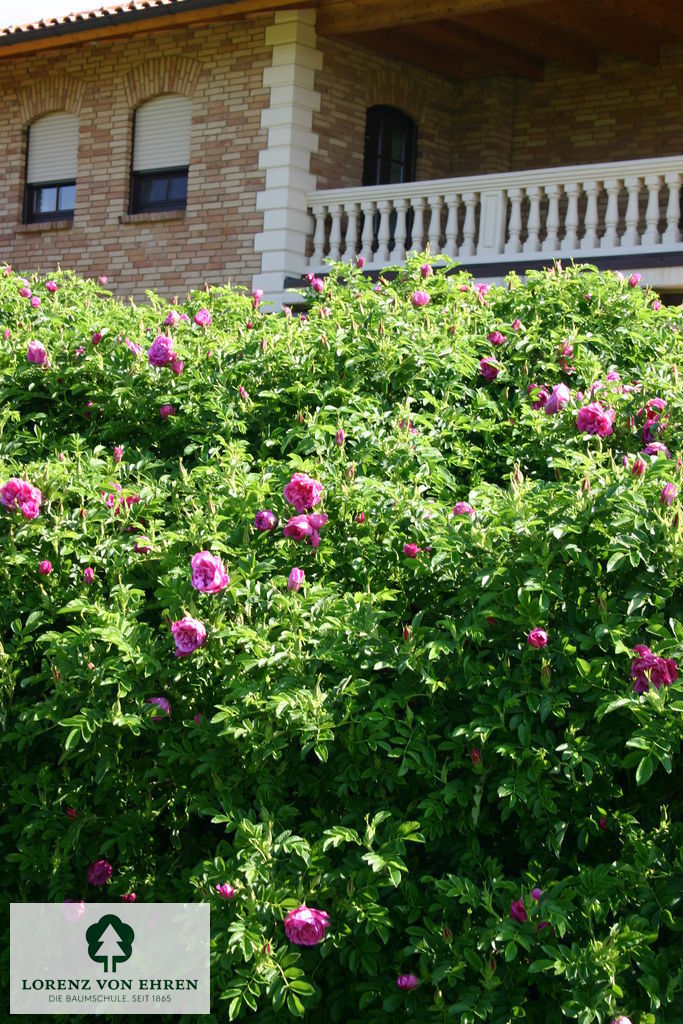 Rosa 'Pink Roadrunner'