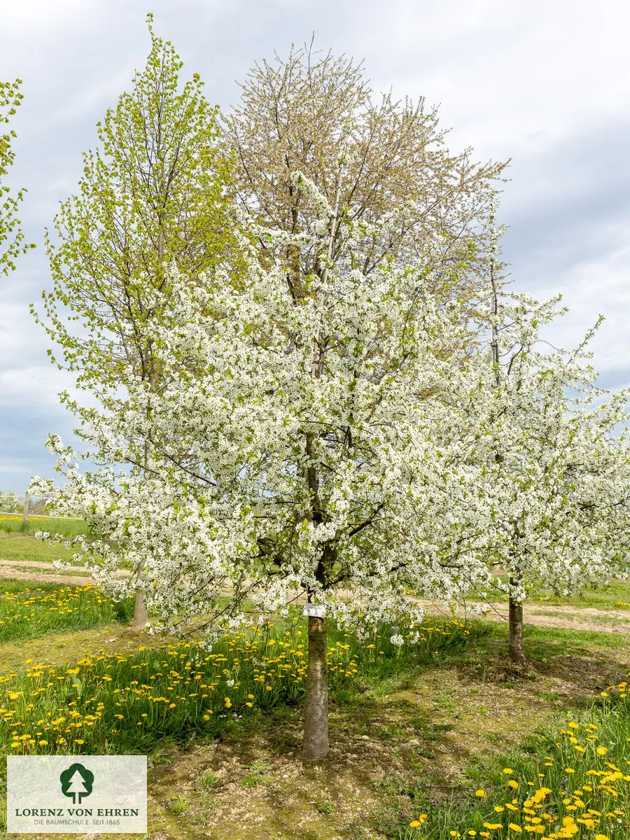 Prunus cerasus 'Karneol'