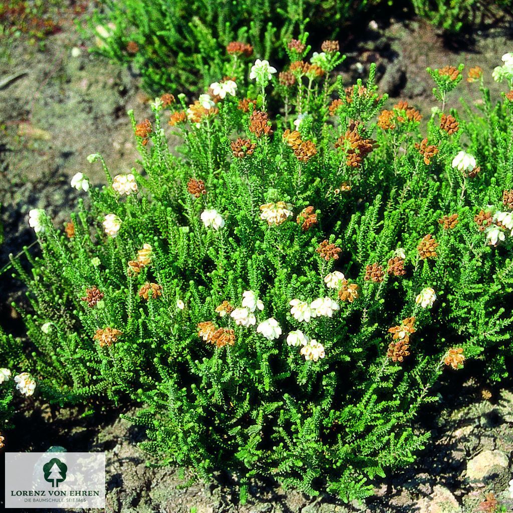 Erica tetralix 'Alba'