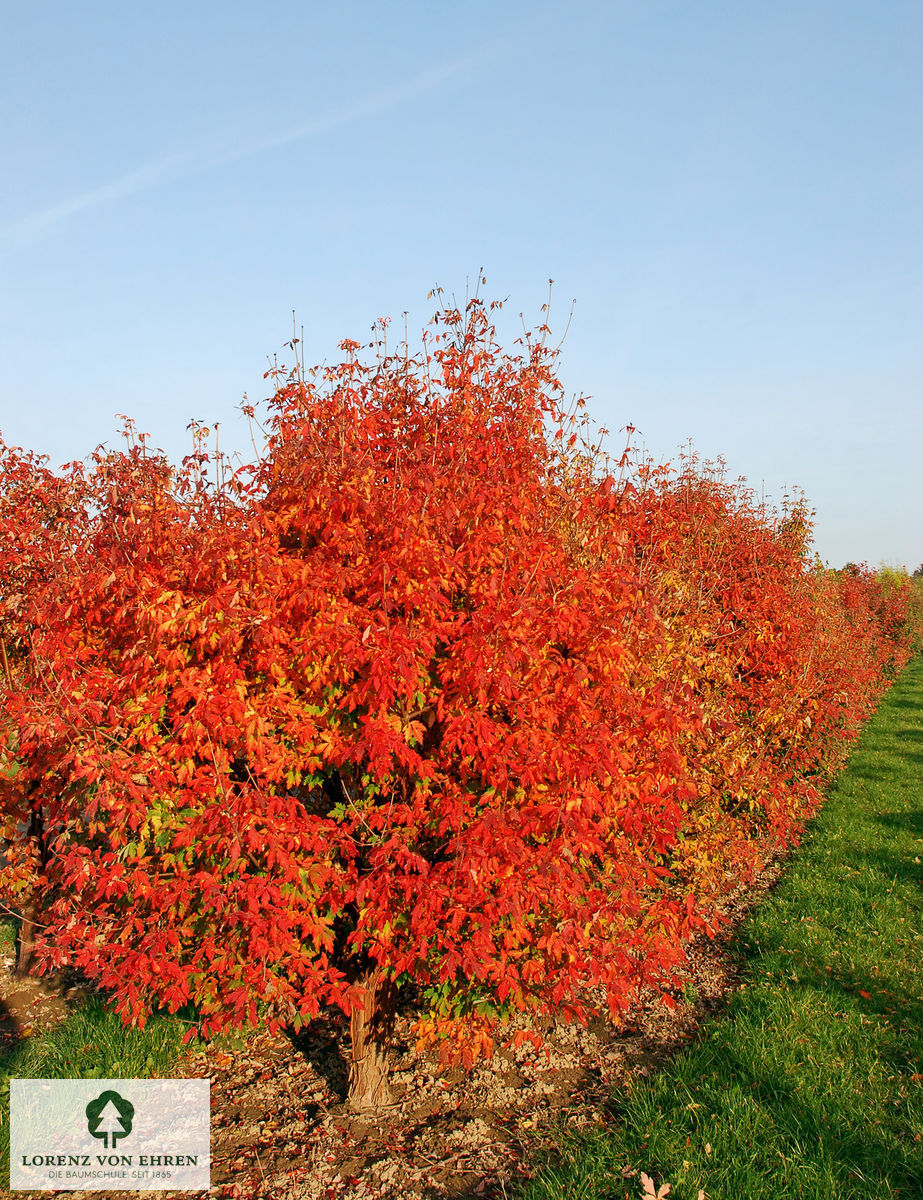 Acer griseum