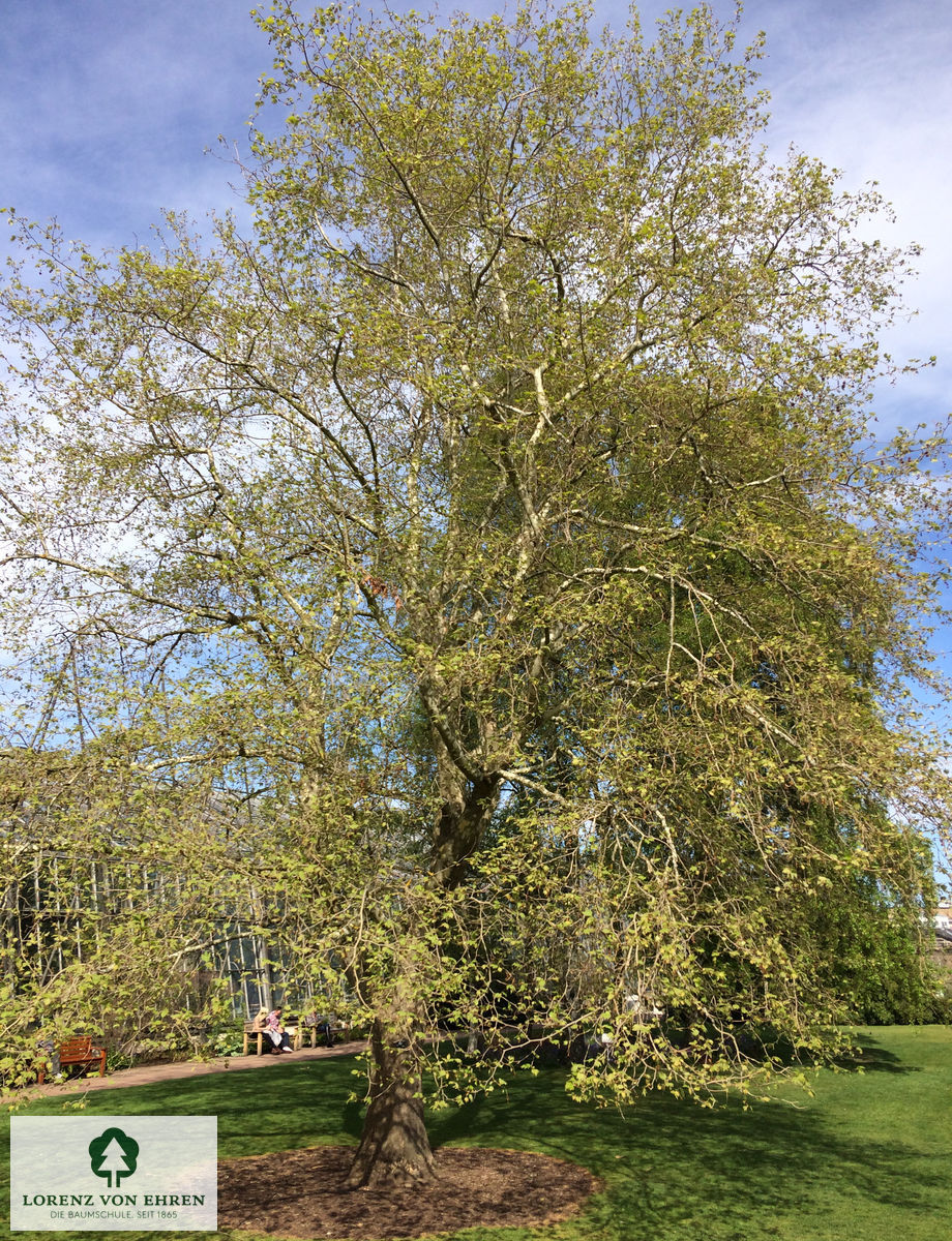 Platanus orientalis