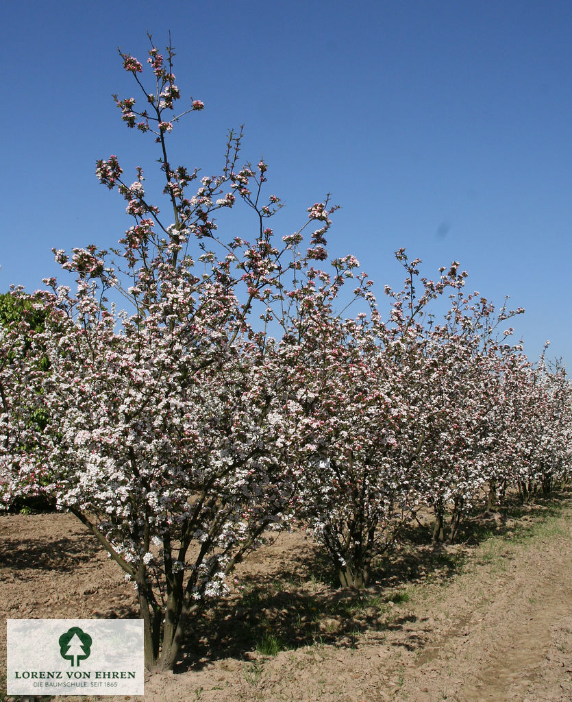 Malus 'Wintergold'