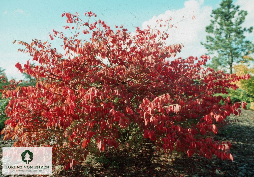 Euonymus alatus 'Compactus'