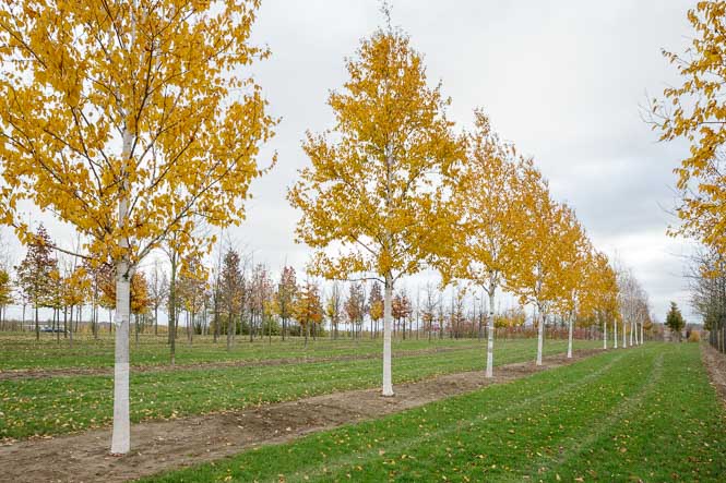 Betula albosinensis Herbstfärbung Wunderschöne gelbgefärbte Birken