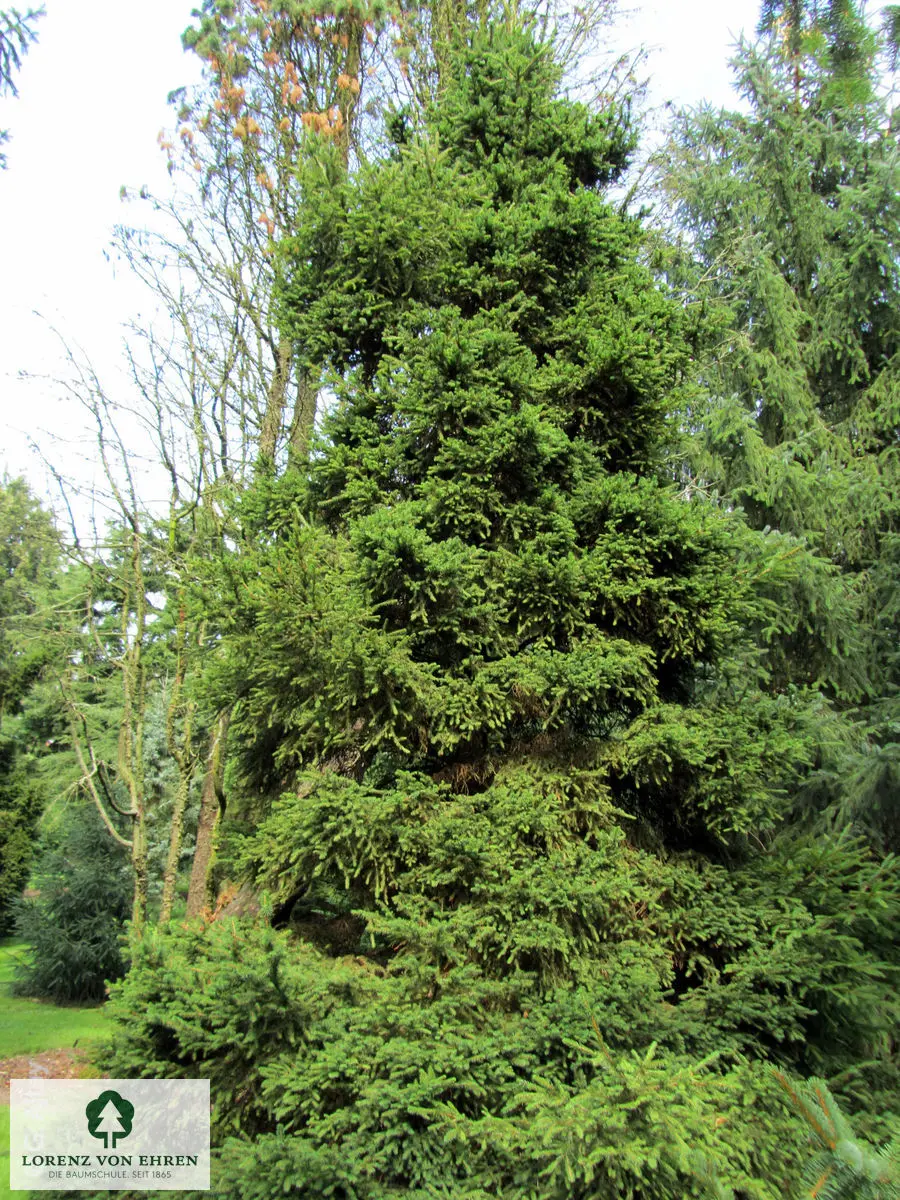 Picea abies 'Pygmaea'