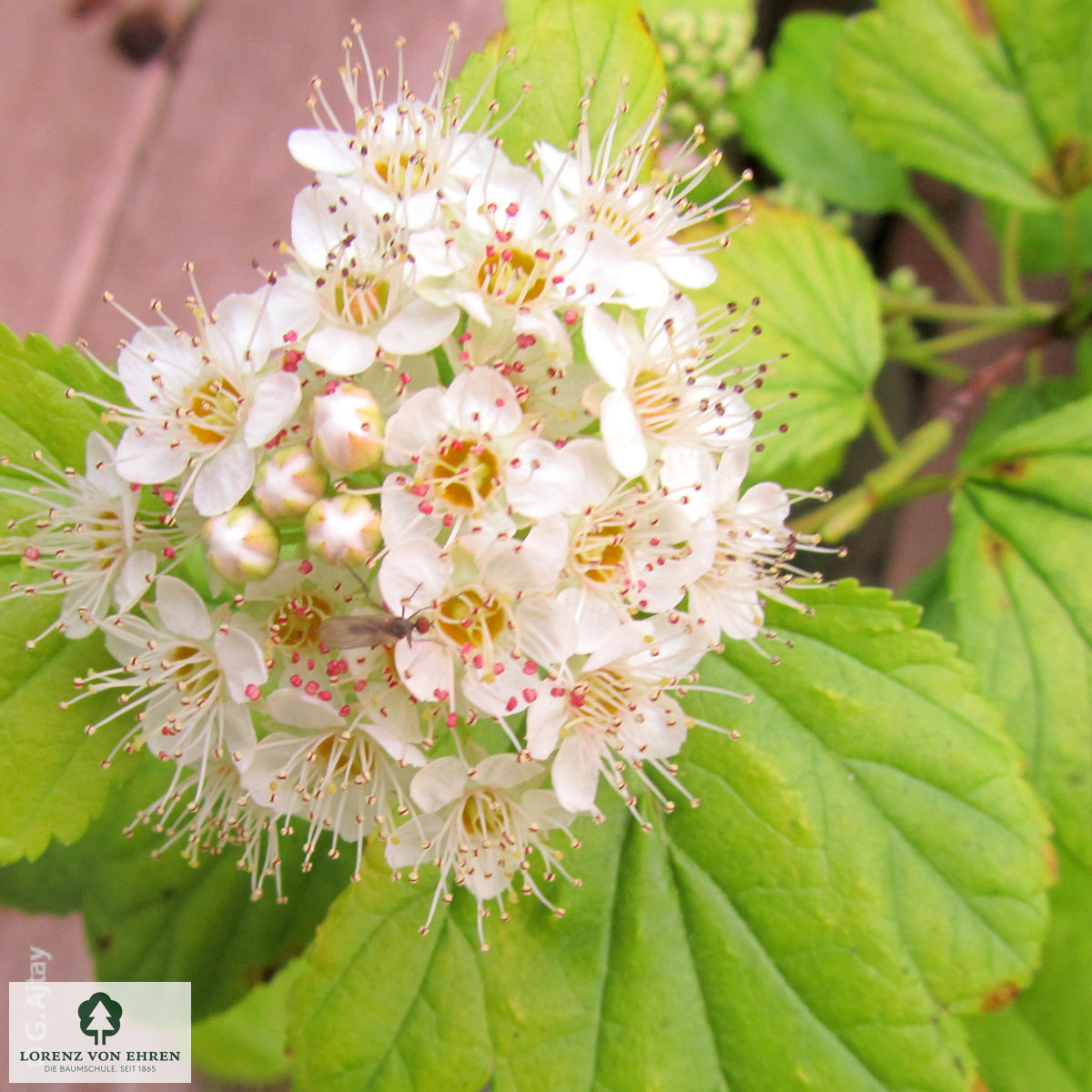 Physocarpus opulifolius 'Dart's Gold'